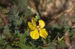 Partridge pea